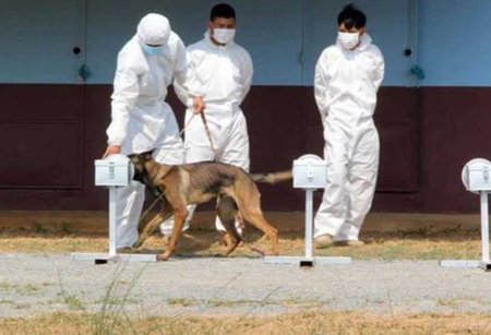 Campuchia huấn luyện thành công chó phát hiện người mắc Covid-19 chỉ trong 10-15 giây