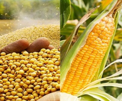 Đà tăng của ngô và đậu tương bị hạn chế do nguồn cung tăng từ vụ thu hoạch của Mỹ