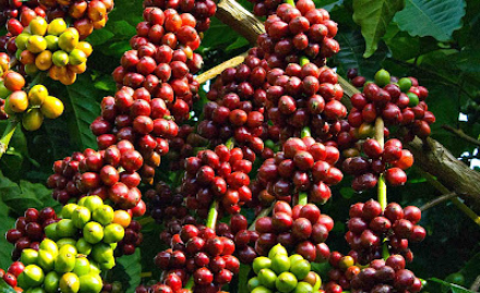 Giá cà phê tiếp tục tăng mạnh, Robusta vọt lên 2.420 USD/tấn