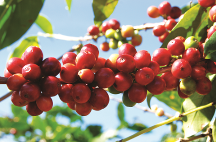 Giá cà phê bật tăng mạnh trên cả hai sàn giao dịch thế giới, trong nước cùng chiều lên 1.000 đồng/kg