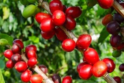 Cà phê thế giới biến động trái chiều, trong nước giữ mức giá 49.000 đồng/kg