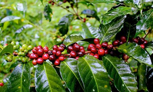 Cà phê thế giới đồng loạt tăng giá, trong nước trở lại mốc 47.000 đồng