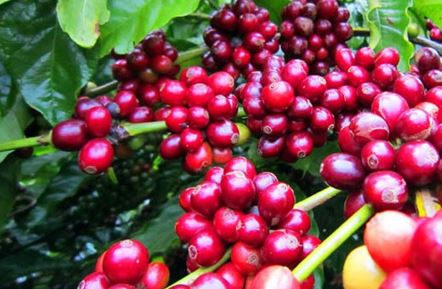 Thị trường cà phê đồng loạt quay đầu sau hai phiên hồi phục, Robusta giảm 20 USD về mức 1.814 USD/tấn