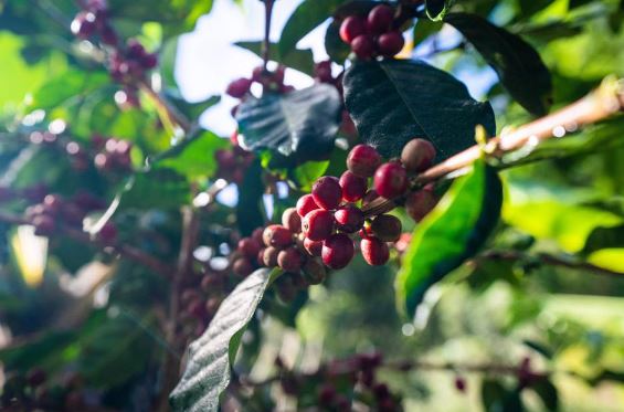 Dự báo nguồn cung giảm giúp giá cà phê nhích tăng trong khi đa số các hàng hóa khác đều giảm trước sức mạnh của đồng USD